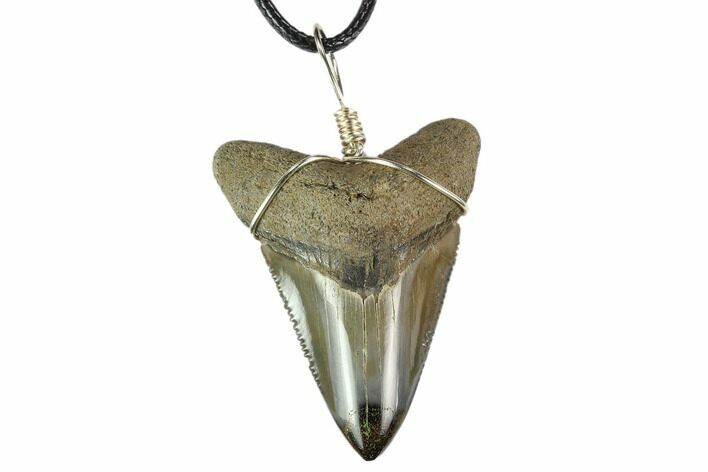 1.75" Fossil Megalodon Tooth Necklace - Serrated Blade